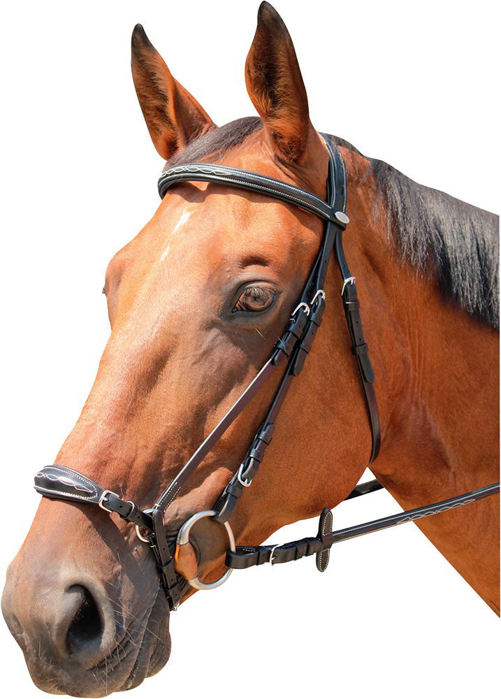Clarksville bridle