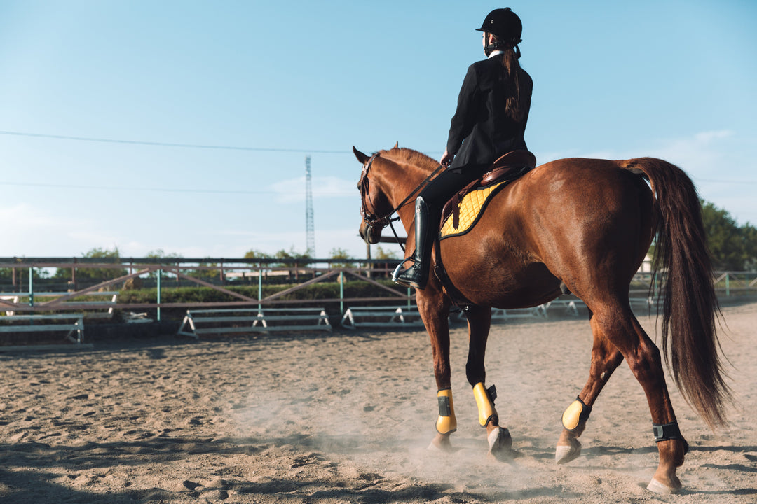 Horseback Riding in Jeddah: Top Places and Tips
