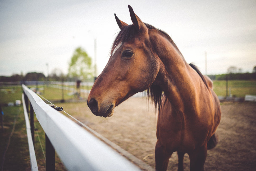 Signs of a Healthy Horse Every Owner Should Know