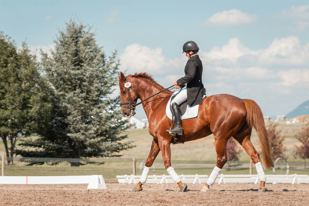 woman equestrian on horse