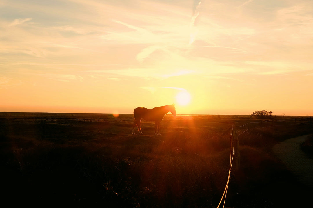 Caring for Horses in Hot Weather: Summer Tips