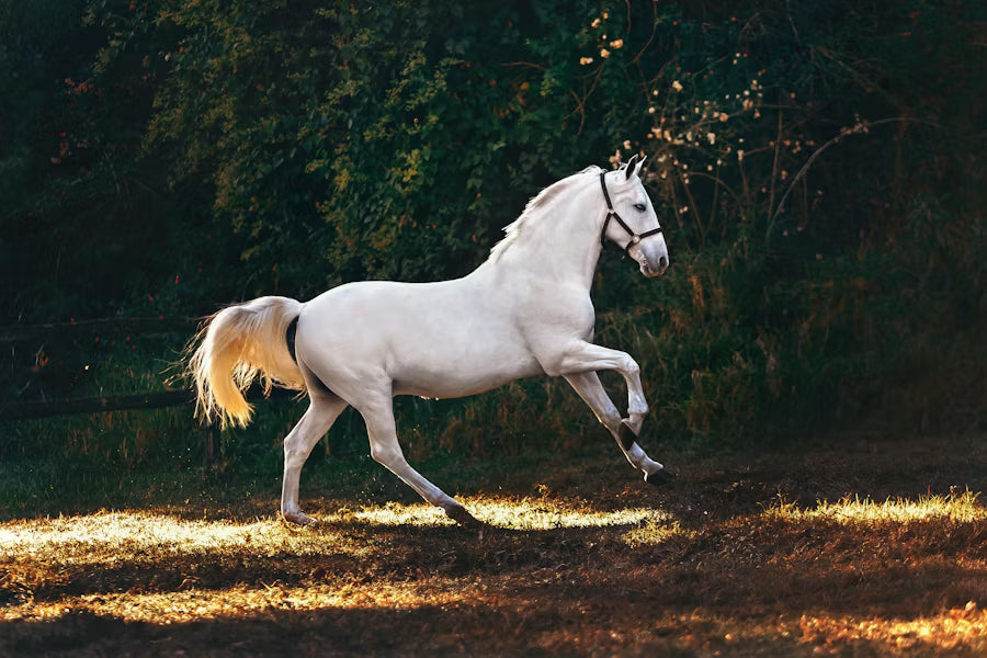 White horse moving freely in golden light