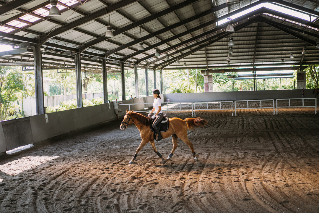 Exploring the Best Stables in Saudi Arabia