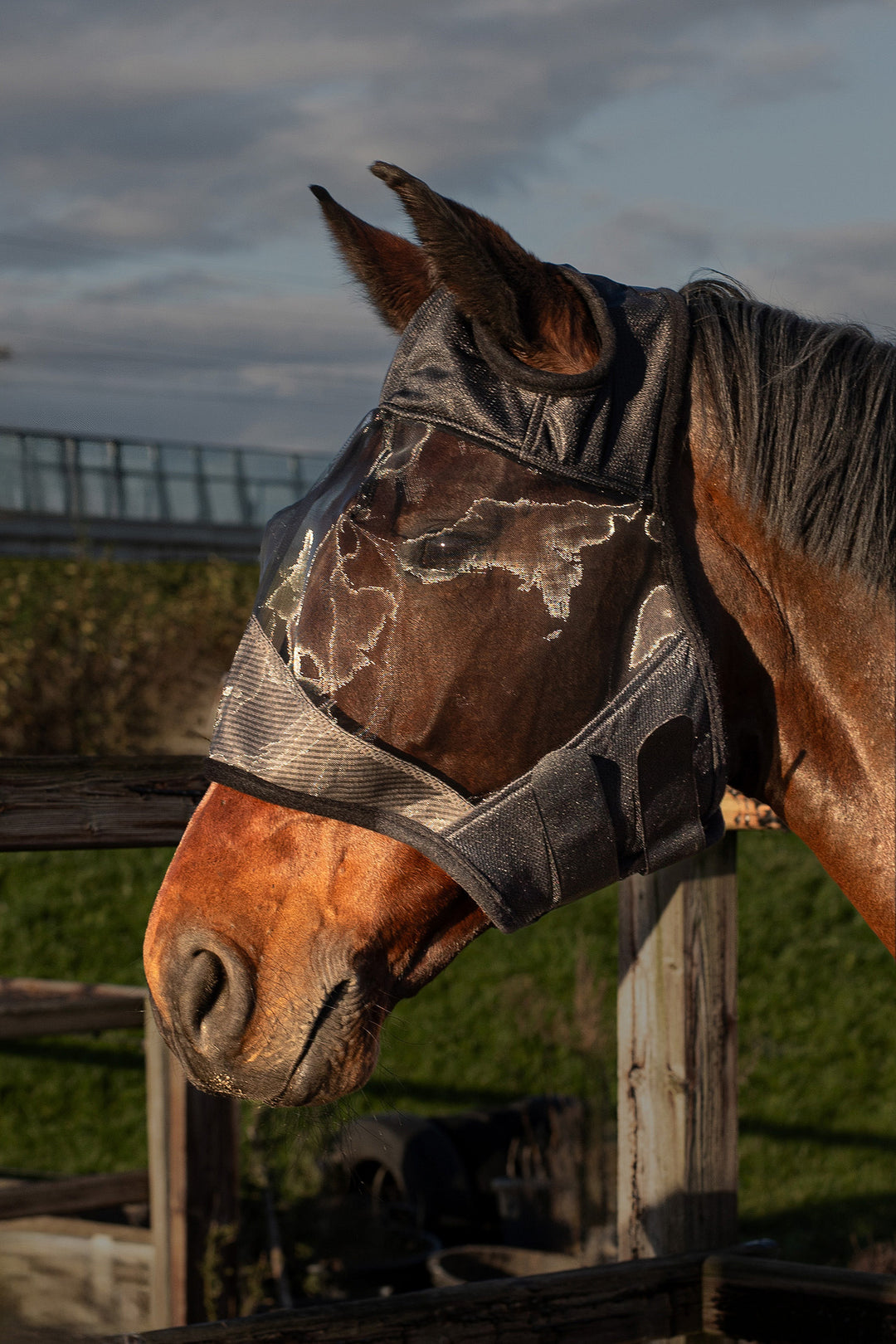 Fly Mask Flyshield Without Ears
