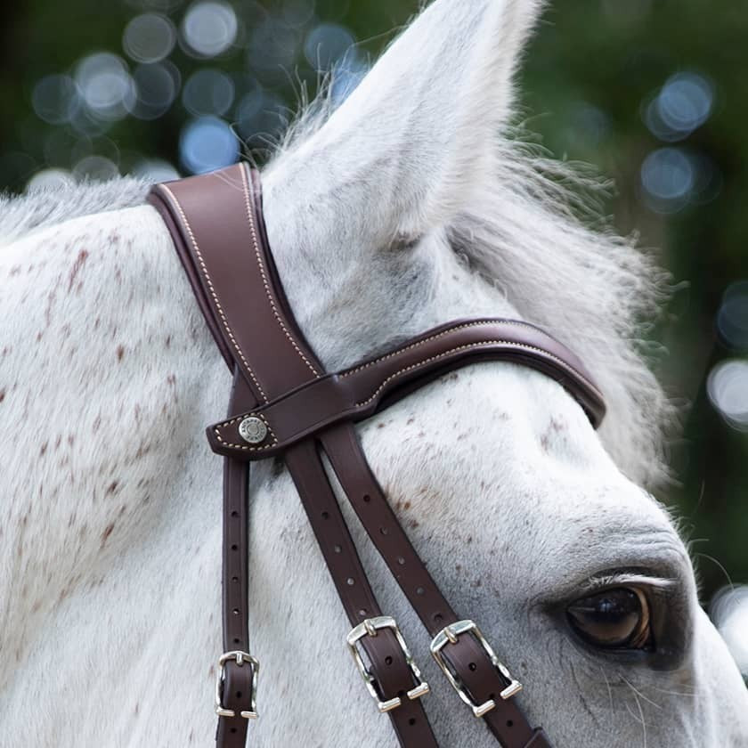 Origin anatomic flash noseband bridle