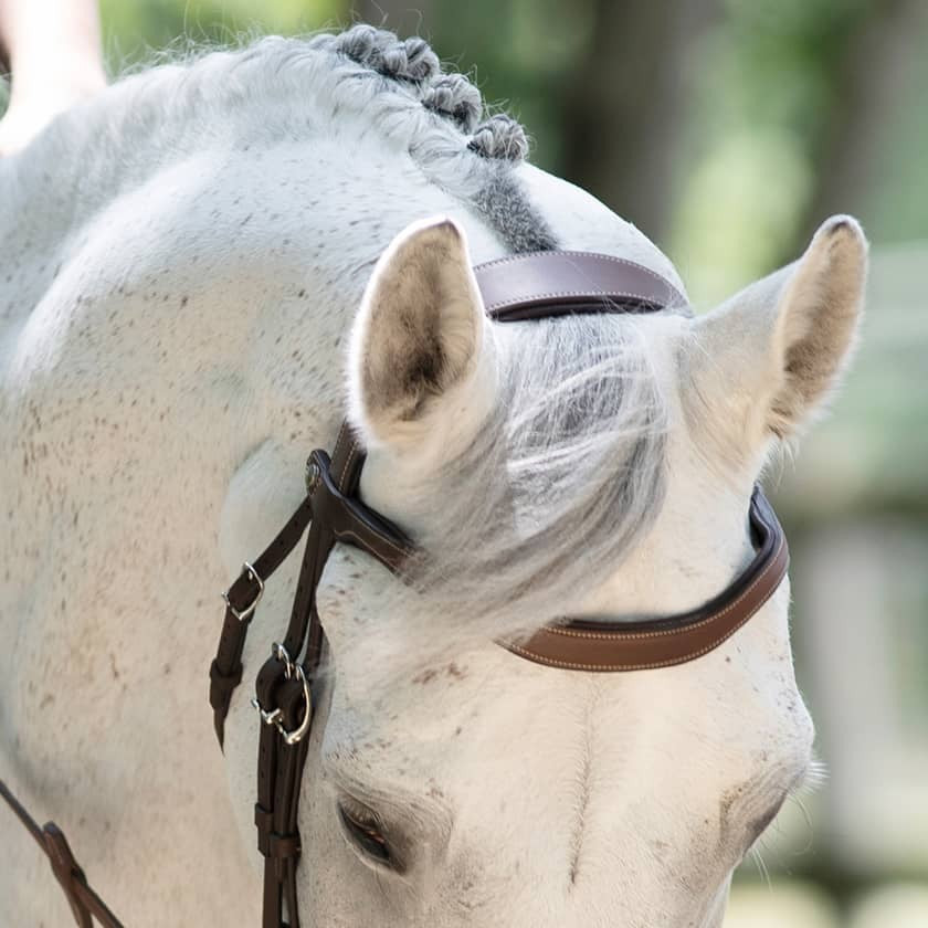 Origin anatomic figure 8 noseband bridle