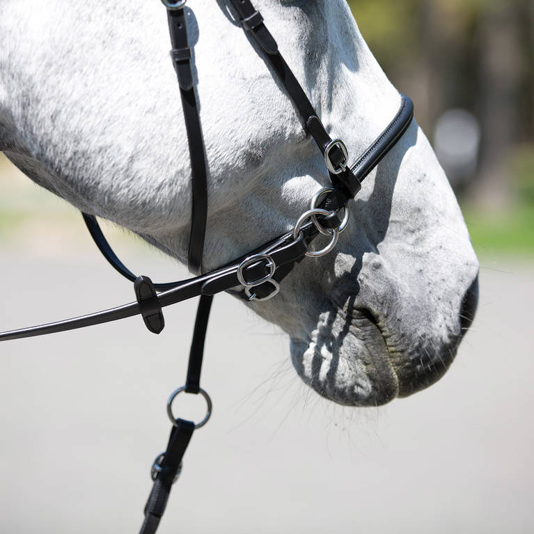 Bitless bridle